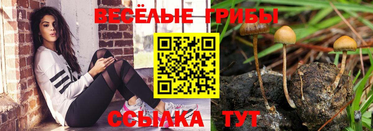 Псилоцибиновые грибы GOLDEN TEACHER Курчалой