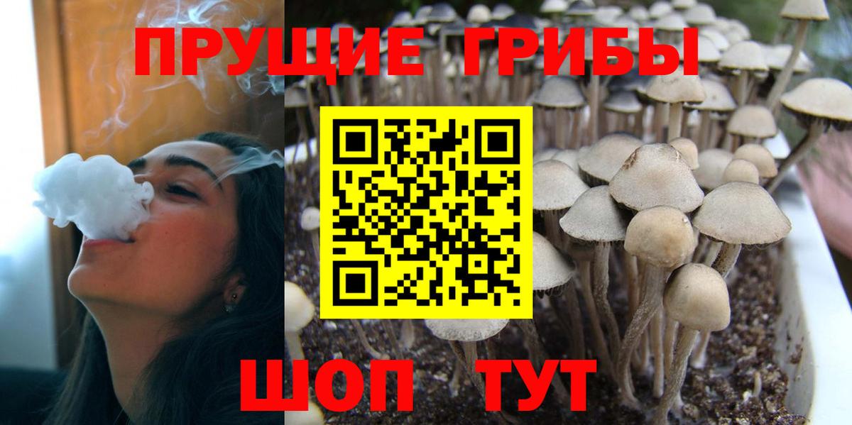 Псилоцибиновые грибы ЛСД  Курчалой  Псилоцибиновые грибы ЛСД 